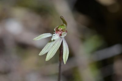 Caladenia chlorostyla, photographed by Christopher Stephens