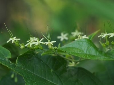 Clerodendrum cyrtophyllum, photographed by 葉子