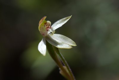 Caladenia chlorostyla, photographed by Christopher Stephens