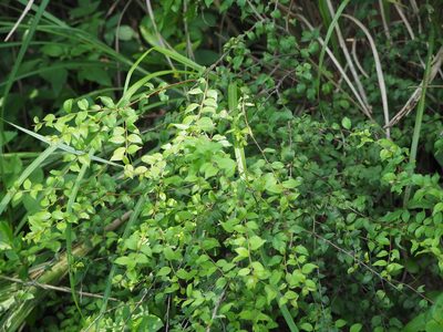 Ilex asprella, photographed by 葉子