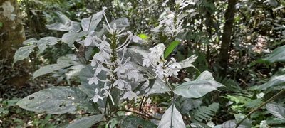 Pseuderanthemum ludovicianum, photographed by Mathew Rees