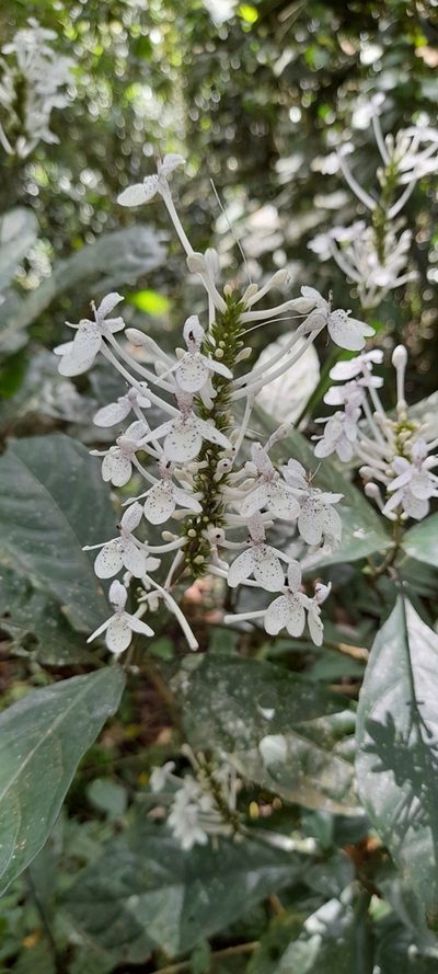 Pseuderanthemum ludovicianum, photographed by Mathew Rees
