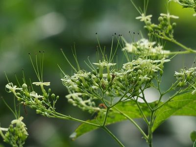 Clerodendrum cyrtophyllum, photographed by 葉子