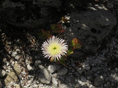Erepsia forficata, photographed by Jeremy Gilmore