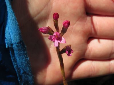 Disa vaginata, photographed by Jeremy Gilmore