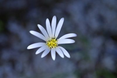 Celmisia gracilenta, photographed by Christopher Stephens