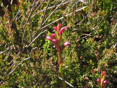 Disa vaginata, photographed by Jeremy Gilmore