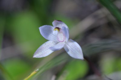 Thelymitra longifolia, photographed by Christopher Stephens