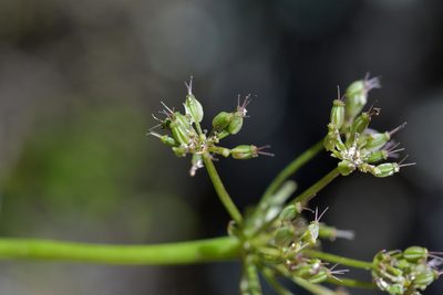 Gingidia montana, photographed by Christopher Stephens