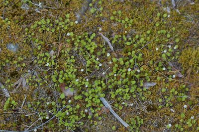 Lagenophora strangulata, photographed by Christopher Stephens