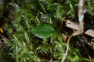Adenochilus gracilis, photographed by Christopher Stephens