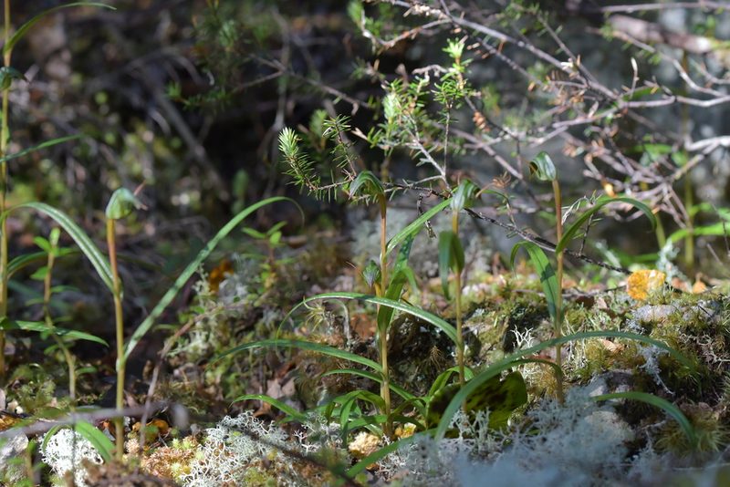 Pterostylis cernua, photographed by Christopher Stephens