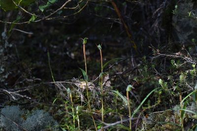Pterostylis cernua, photographed by Christopher Stephens