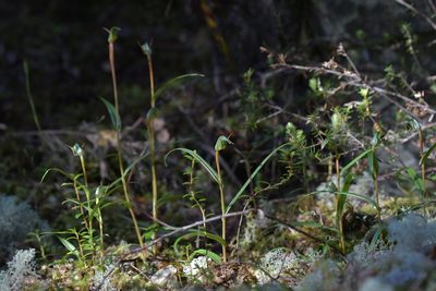 Pterostylis cernua, photographed by Christopher Stephens