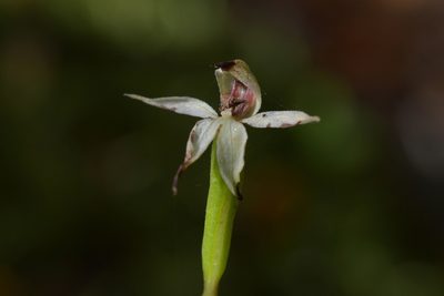 Adenochilus gracilis, photographed by Christopher Stephens