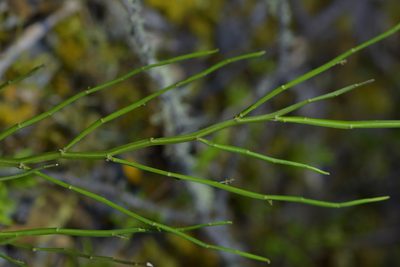 Carmichaelia australis, photographed by Christopher Stephens