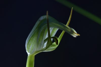 Pterostylis cernua, photographed by Christopher Stephens