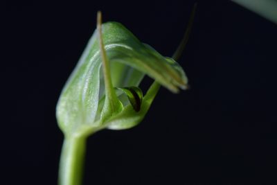 Pterostylis cernua, photographed by Christopher Stephens