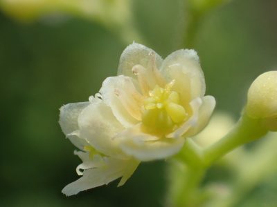 Nephroia orbiculata, photographed by 葉子