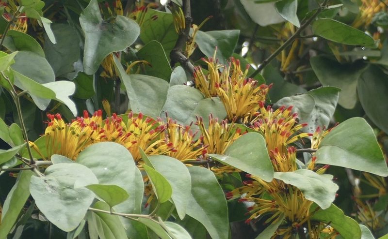 Phragmanthera capitata, photographed by Jean-Paul Boerekamps
