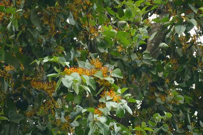 Phragmanthera capitata, photographed by Jean-Paul Boerekamps