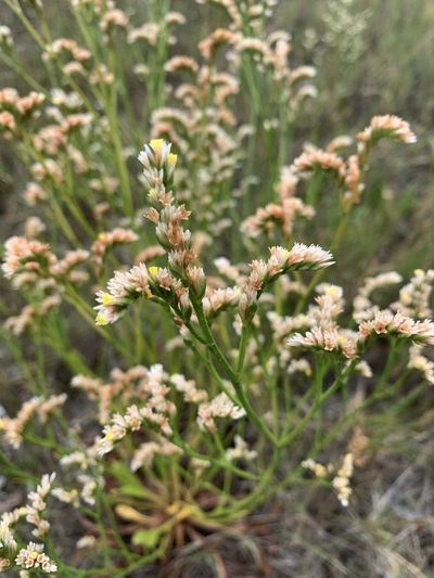 Limonium australe, photographed by Lukas Clews