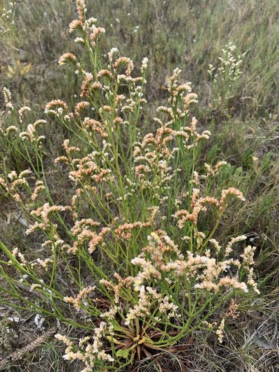 Limonium australe, photographed by Lukas Clews