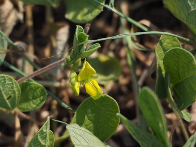 Cajanus scarabaeoides, photographed by 葉子