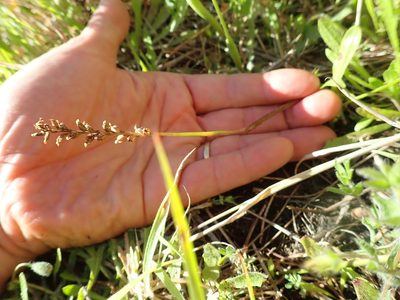 Microtis unifolia, photographed by Arnim Littek
