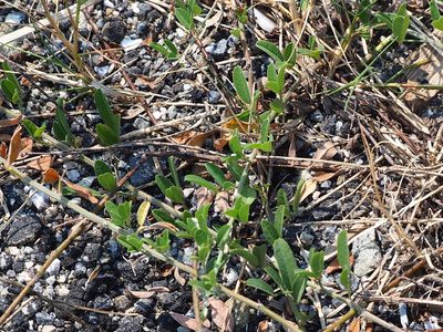 Lespedeza daurica, photographed by 葉子