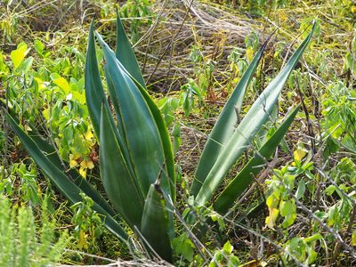 Agave sisalana, photographed by 葉子