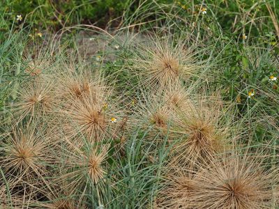 Spinifex littoreus, photographed by 葉子