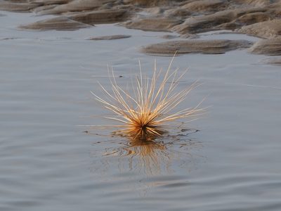Spinifex littoreus, photographed by 葉子