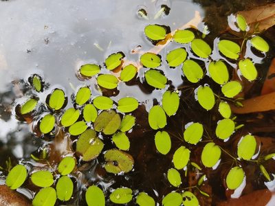 Salvinia molesta, photographed by Lek Khauv