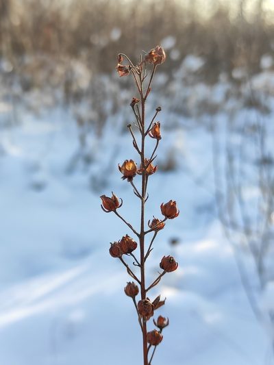 Lysimachia davurica, photographed by Юлия