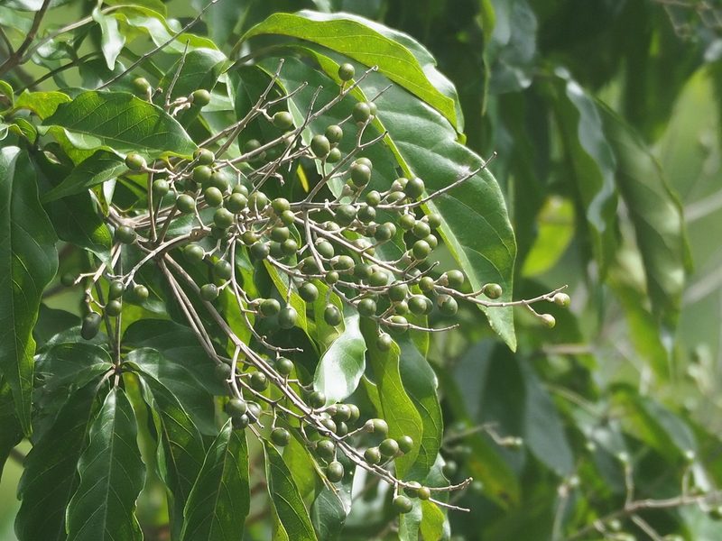 Vitex quinata, photographed by 葉子