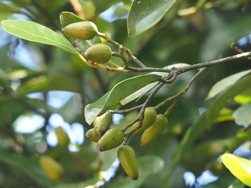 Cryptocarya concinna, photographed by 葉子