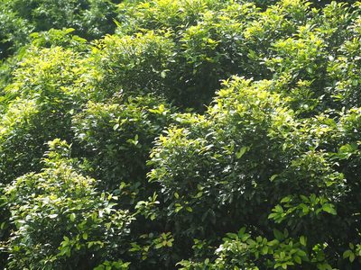 Cryptocarya concinna, photographed by 葉子