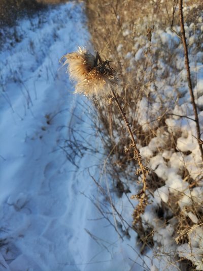 Cirsium pendulum, photographed by Юлия