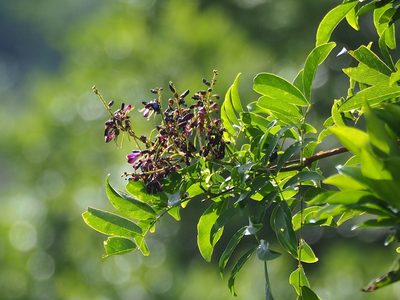 Wisteriopsis reticulata, photographed by 葉子