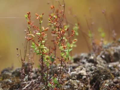 Hypericum japonicum, photographed by 葉子