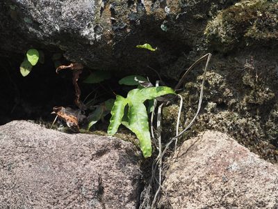 Selliguea hastata, photographed by 葉子