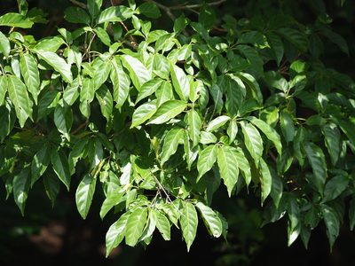 Vitex quinata, photographed by 葉子