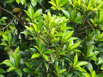 Ardisia sieboldii, photographed by 葉子