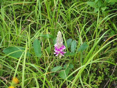 Uraria crinita, photographed by 葉子