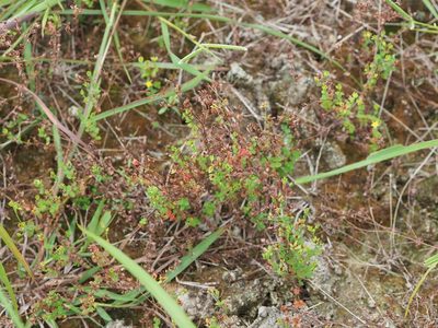 Hypericum japonicum, photographed by 葉子