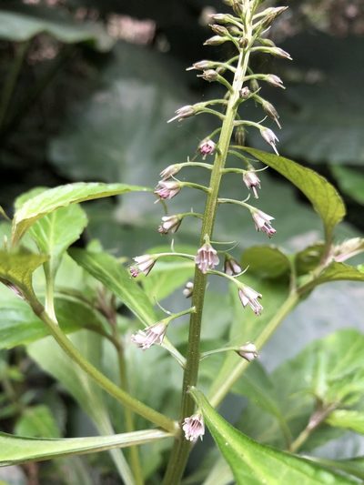 Lysimachia decurrens, photographed by 黃美滿