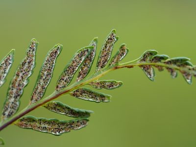 Pityrogramma calomelanos, photographed by 葉子