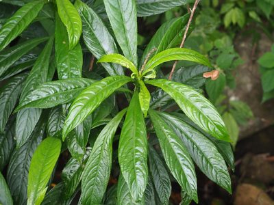 Blumea lanceolaria