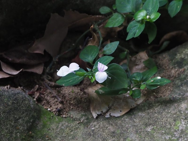 Dicliptera japonica, photographed by 葉子